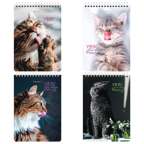 Блокнот А5 (146х206 мм), 80 л., гребень, картон, клетка, BRAUBERG, "Довольные коты", 114374 114374