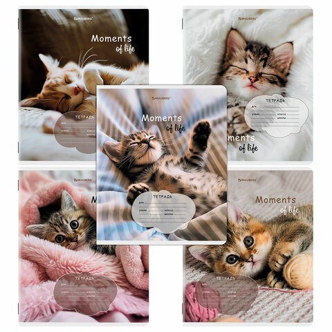 Тетрадь 18 л. BRAUBERG клетка, обложка картон, КОТЯТА, 107292 107292