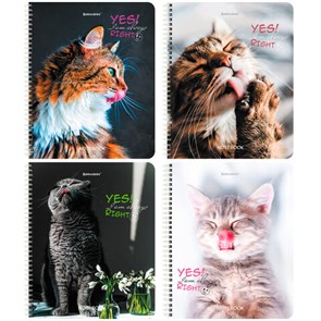 {{photo.Alt || photo.Description || 'Тетрадь А5 80 л. BRAUBERG, гребень, клетка, глянцевая ламинация, &quot;Довольные Коты&quot; (микс в спайке), 404417'}}