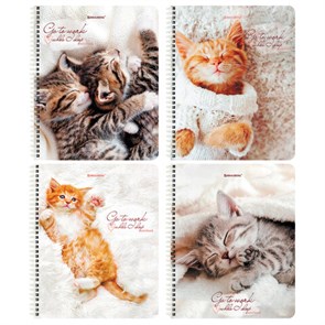 {{photo.Alt || photo.Description || 'Тетрадь А5, 96 л., BRAUBERG, гребень, клетка, обложка картон, &quot;Котики&quot; (микс в спайке), 404425'}}