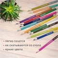 Карандаши цветные двусторонние BRAUBERG PREMIUM TWIN COLOUR, 12 штук, 24 цвета, шестигранные, грифель 3,3 мм, натуральное дерево, 181874 181874